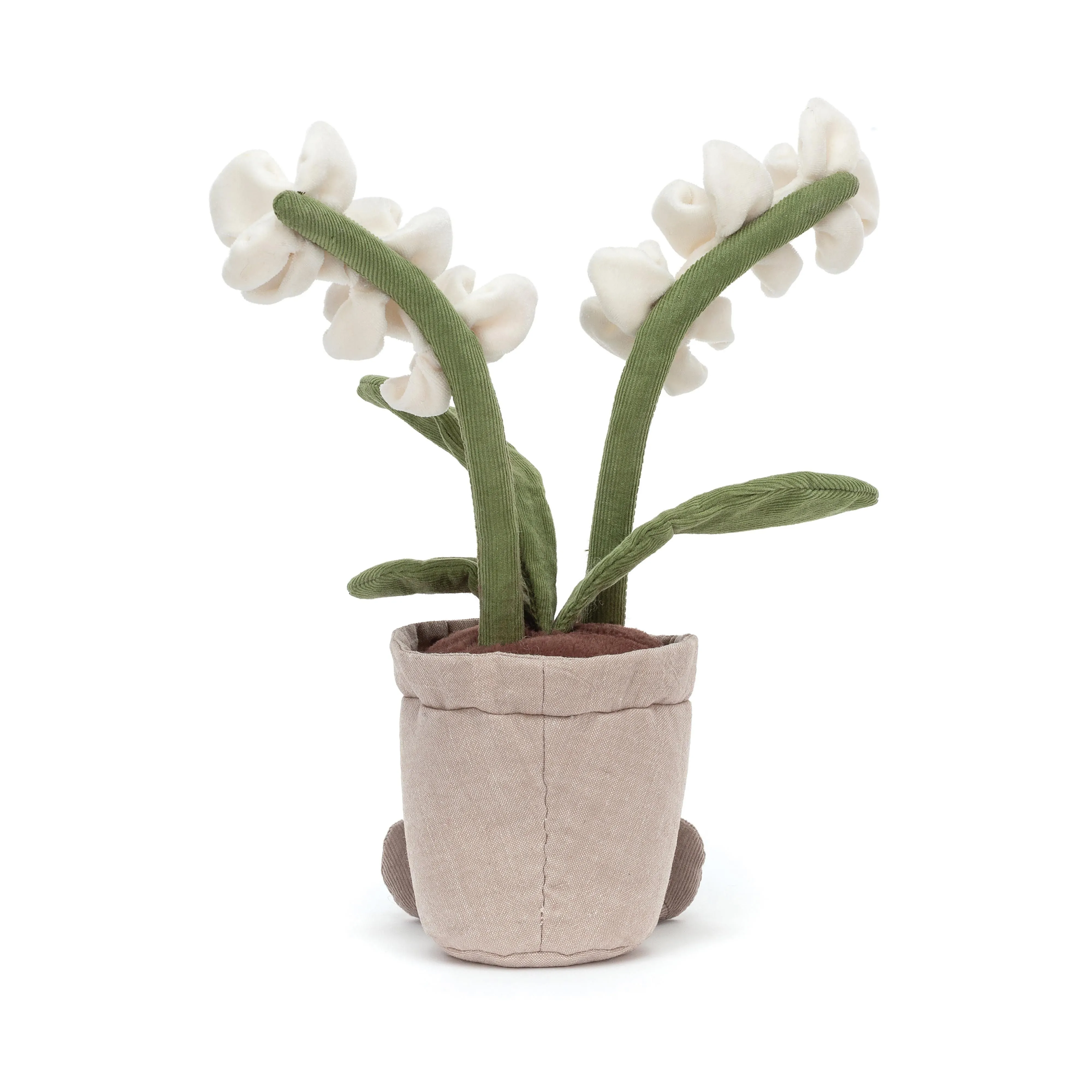 Amüsierbare Creme-Orchidee