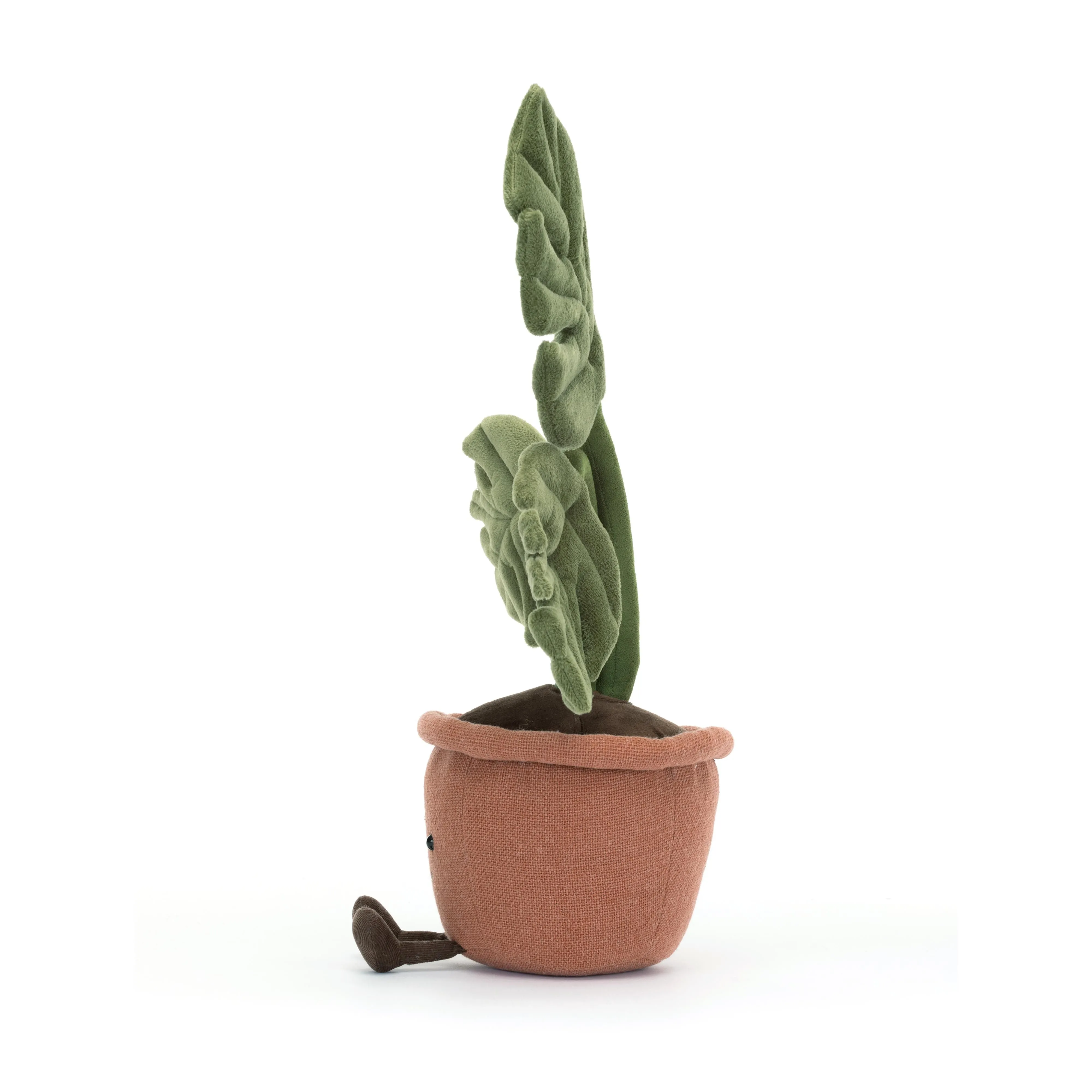 Amüsierbare Monstera-Pflanze